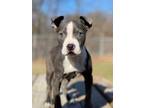 Adopt GINNY a Gray/Silver/Salt & Pepper - with White American Pit Bull Terrier /