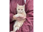 Adopt TANNER a Cream or Ivory (Mostly) Domestic Shorthair / Mixed (short coat)