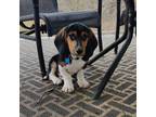 Adopt Maxwell a Basset Hound / Mixed dog in Uwchlan, PA (33678615)