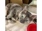 Adopt Kale a Tortoiseshell Domestic Shorthair / Mixed cat in West Olive