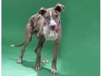 Adopt LOU a Merle Catahoula Leopard Dog / Mixed dog in St. Louis, MO (33678707)