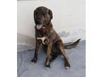 Adopt Boton a Merle Boxer / Shepherd (Unknown Type) / Mixed dog in Niagara
