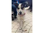 Adopt Caleb a Black Australian Cattle Dog / Mixed dog in Valley View