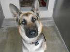 Adopt THENA a Black German Shepherd Dog / Mixed dog in Tustin, CA (33678602)