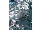 Adopt Nala a White American Pit Bull Terrier / Mixed dog in Thonotosassa
