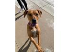 Adopt Brownie a Brown/Chocolate Pit Bull Terrier / Mixed dog in Fort Collins