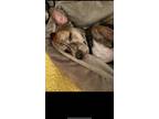 Adopt Rocky a Brindle - with White Jack Russell Terrier / Corgi / Mixed dog in