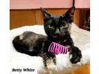 Adopt Betty White and Allen a American Shorthair / Mixed (short coat) cat in