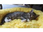 Adopt Winnie - Kitten A Gray, Blue Or Silver Tabby Domestic Mediumhair / Mixed