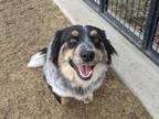 Adopt Betty White a Black Australian Shepherd / Corgi / Mixed dog in Boulder