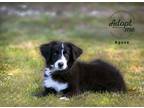Adopt Agave a Black - with White Border Collie / Anatolian Shepherd / Mixed dog