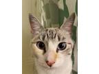 Adopt Colette a Cream or Ivory (Mostly) American Shorthair / Mixed (short coat)