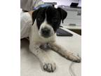 Adopt Catherine a Australian Cattle Dog / Mixed dog in Houston, TX (33678154)