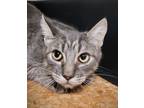 Adopt Lady Grey a Domestic Shorthair / Mixed cat in Sheboygan, WI (33678400)