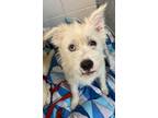 Adopt Rosecomb a Siberian Husky / Mixed dog in Sheboygan, WI (33678395)