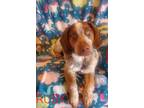 Adopt Ruby See her video a White - with Red, Golden, Orange or Chestnut Beagle /