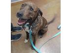 Adopt Bubba a Hound (Unknown Type) / American Pit Bull Terrier / Mixed dog in
