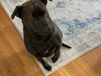 Adopt Dragon a Black Carolina Dog / Labrador Retriever / Mixed dog in Seaford