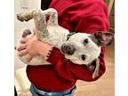 Adopt Oliver a Gray/Silver/Salt & Pepper - with White Australian Cattle Dog /