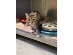 Adopt Boots a Tan or Fawn Tabby Domestic Shorthair (short coat) cat in Stanton