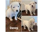 Adopt Davey a White - with Tan, Yellow or Fawn German Shepherd Dog / Labrador