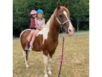 Gentle Trail Horse for Adoption