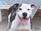 Mister, American Staffordshire Terrier For Adoption In Brewster, New York