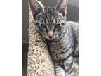 Busybee, Domestic Shorthair For Adoption In Raleigh, North Carolina