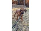 Bruno, Labrador Retriever For Adoption In Harrisburg, Pennsylvania