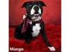 Mango, American Pit Bull Terri
