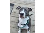 Rex, American Pit Bull Terrier For Adoption In Baltimore, Maryland