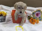 Golden Retriever Puppy for sale in Sacramento, CA, USA