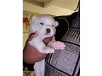 Siberian Husky Puppy for sale in Largo, FL, USA