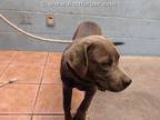 Adopt GALILEA a Gray/Blue/Silver/Salt & Pepper American Pit Bull Terrier / Mixed