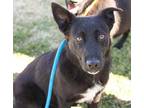 Adopt a Black - with White German Shepherd Dog / Mixed dog in Houston