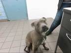 Adopt BROOKLIN a Gray/Blue/Silver/Salt & Pepper American Pit Bull Terrier /