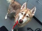 Adopt SABLE a Red/Golden/Orange/Chestnut - with White Husky / Mixed dog in