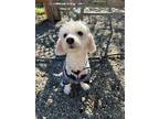Adopt PEARL a White Poodle (Miniature) / Mixed dog in Sacramento, CA (33347056)