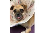 Adopt MOLLY a Tan/Yellow/Fawn Pug / Mixed dog in Sacramento, CA (33695959)