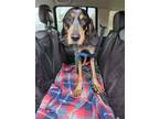 Adopt Beauregard a Tricolor (Tan/Brown & Black & White) Bluetick Coonhound /