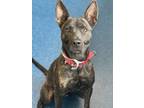 Adopt Hutch a Brindle Dutch Shepherd / Mixed dog in Baton Rouge, LA (33695880)