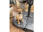 Adopt Mama Cricket pup: Croquet a Terrier (Unknown Type, Medium) dog in San