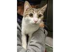 Adopt Gracie a Gray, Blue or Silver Tabby Domestic Shorthair / Mixed cat in