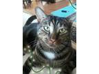 Adopt Toffee a Tortoiseshell Domestic Shorthair / Mixed (short coat) cat in