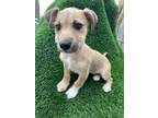 Adopt Beebee a Tricolor (Tan/Brown & Black & White) Jack Russell Terrier / Mixed
