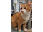 Adopt Butterscotch- Kitchener a White Domestic Shorthair / Mixed cat in