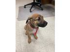 Adopt Mack A Brown/Chocolate Boxer / American Pit Bull Terrier / Mixed Dog In