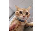 Adopt Turner a Orange or Red Domestic Shorthair / Domestic Shorthair / Mixed cat