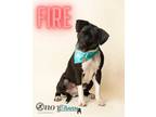Adopt Fire a Black American Pit Bull Terrier / Mixed dog in Fairhope