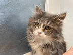 Adopt Gracie a Gray or Blue Domestic Longhair / Domestic Shorthair / Mixed cat